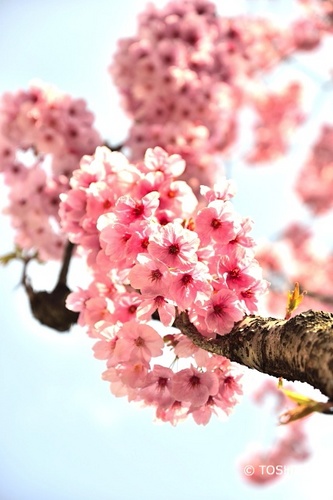 DSC_0396_5013陽光桜.jpg