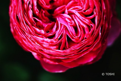 IMG_4365ピンクの薔薇A.jpg